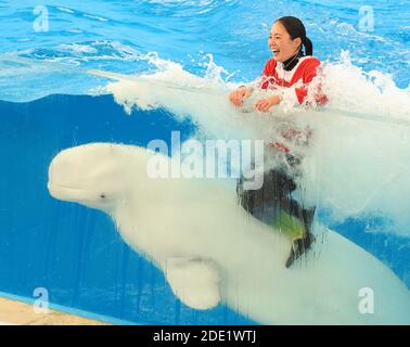 Yokohama, Japan. November 2020. Eine Trainerin im Santa-Kostüm lächelt, als sie im Rahmen der Weihnachtsfeier am Samstag, den 28. November 2020, im Hakkeijima Sea Paradise Aquarium in Yokohama, einem Vorort Tokios, einen Beluga in einem großen Aquarium reitet. Die Show wird täglich stattfinden, um Besucher bis zum Weihnachtstag anzuziehen. Quelle: Yoshio Tsunoda/AFLO/Alamy Live News Stockfoto