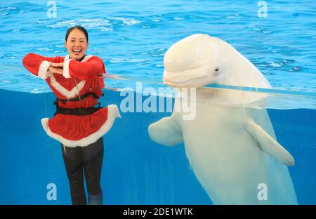 Yokohama, Japan. November 2020. Ein Trainer im Weihnachtsmann-Kostüm lächelt mit einem Beluga in einem großen Aquarium als Teil der Weihnachtsveranstaltung im Hakkeijima Sea Paradise Aquarium in Yokohama, Vorort von Tokio am Samstag, 28. November 2020. Die Show wird täglich stattfinden, um Besucher bis zum Weihnachtstag anzuziehen. Quelle: Yoshio Tsunoda/AFLO/Alamy Live News Stockfoto