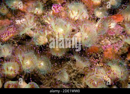 Edelsteinanemonen (Corynactis viridis), Fütterung auf britischen Inseln. Stockfoto