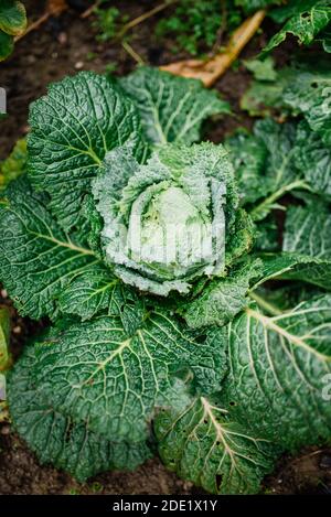 Savoy Kohl im Wintergarten Stockfoto