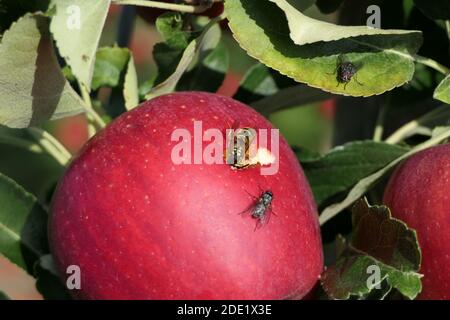 Wespe und Fliege essen einen roten Apfel auf dem Baum Des Obstgartens Stockfoto