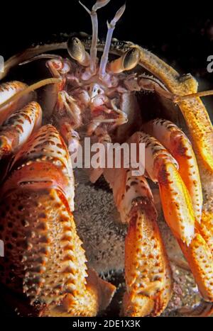 Einsiedlerkrebs (Pagurus bernhardus) Unterwasser Nahaufnahme, Großbritannien. Stockfoto