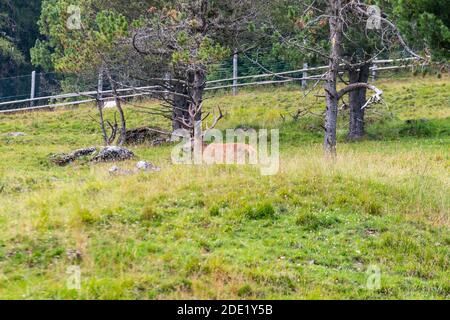 Kitze im Naturpark Puez-Geisler, Trentino-Südtirol, Italien Stockfoto