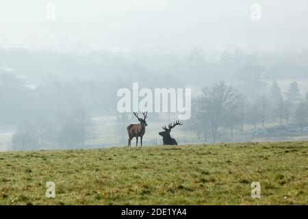Rothirsche Hirsche am Ashton Court. Bristol, Großbritannien. Cervus elaphus. Stockfoto