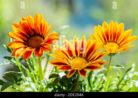 Nahaufnahme von Gazania Blume oder afrikanische Gänseblümchen in einem Garten Stockfoto