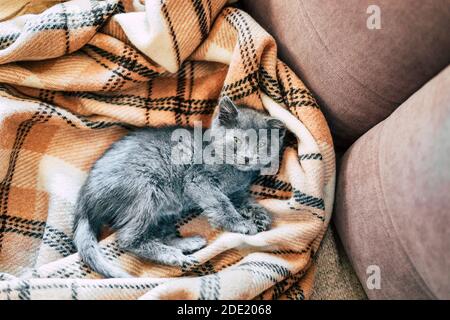 Ein kleines graues Kätzchen schläft auf einer Wolldecke. Entzündung des dritten Augenlids bei Katzen. Stockfoto