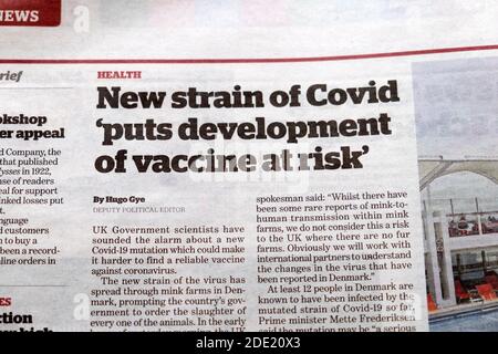 „Neuer Covid-Stamm gefährdet die Entwicklung eines Impfstoffs“ Zeitung Überschrift Innenseite der Zeitung im November London England, Großbritannien 2020 Stockfoto