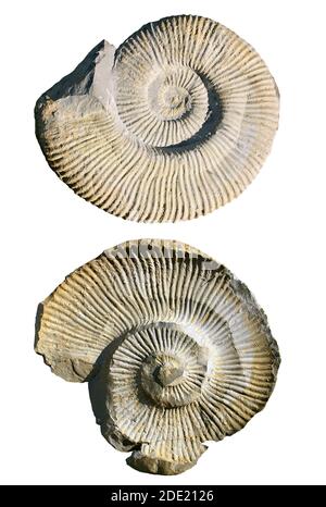 Fossiler Ammonit, der seinen Abdruck im Kalkstein hinterlässt. Stockfoto