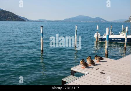 MONTE ISOLA, ITALIEN, 9. SEPTEMBER 2020 - drei Stockenten stehen auf dem Pier von Monte Isola, Iseo See, Provinz Brescia, Italien. Stockfoto