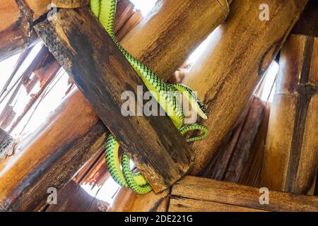 Schlange in der Bamboo Dach auf Koh Phangan, Koh Pha Ngan, Thailand. Paradise Tree Snake. Stockfoto