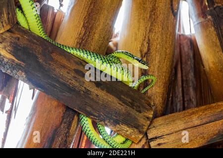 Schlange in der Bamboo Dach auf Koh Phangan, Koh Pha Ngan, Thailand. Paradise Tree Snake. Stockfoto