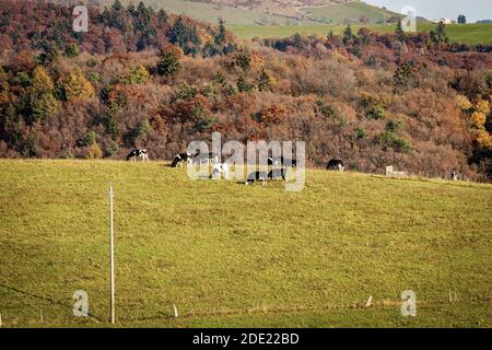 Herde von Kühen auf der grünen Wiese auf der Lessinia-Hochebene (Altopiano della Lessinia), im Herbst. Italienische Alpen, Provinz Verona, Venetien, Italien, Europa. Stockfoto