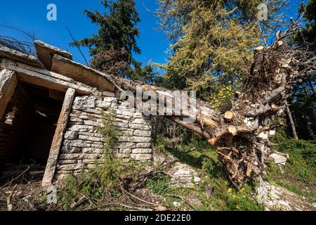 Gefallener Baum durch den sehr starken Wind auf einem kleinen Steinhaus in italienischen Alpen, Venetien, Italien, Europa. Stockfoto