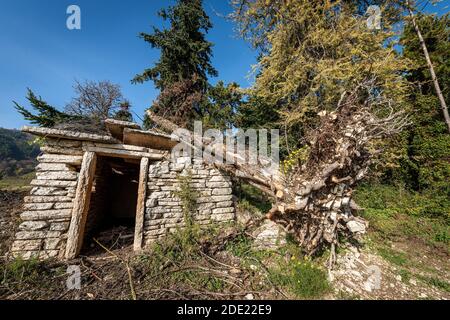 Gefallener Baum durch den sehr starken Wind auf einem kleinen Steinhaus in italienischen Alpen, Venetien, Italien, Europa. Stockfoto