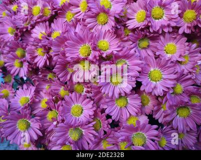 Lila Chrysanthemen mit gelben Mittelmillen Stockfoto