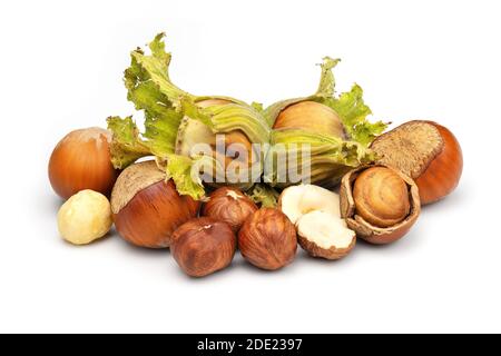 Haselnüsse-Kollektion. Grün unreif und frisch gepflückt filbert isoliert auf weißem Hintergrund. Stockfoto