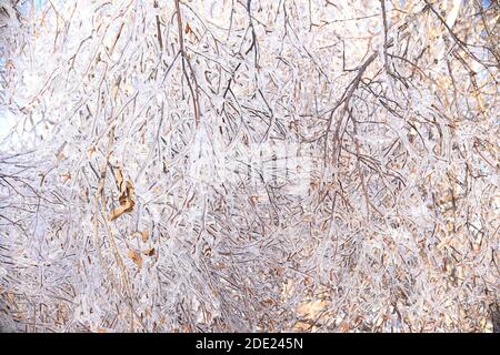 Winter natürlichen Hintergrund mit gefrorenen Ästen von Birken mit Eis bedeckt. Russland, Winterwald Stockfoto