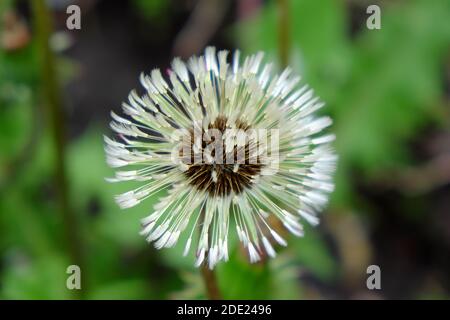 Ein großer, kugelförmiger, reifer Löwenzahn, Nahaufnahme auf einem verschwommenen Hintergrund. Stockfoto