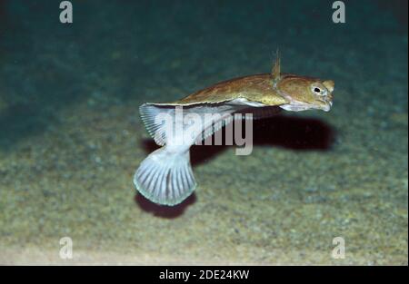 Steinbutt, Scophthalmus Maximus, Erwachsenen schwimmen Stockfoto