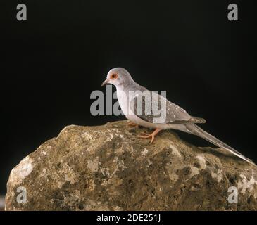 Diamond Dove, Geopelia cuneata, Erwachsener steht auf Rock gegen schwarzen Hintergrund Stockfoto