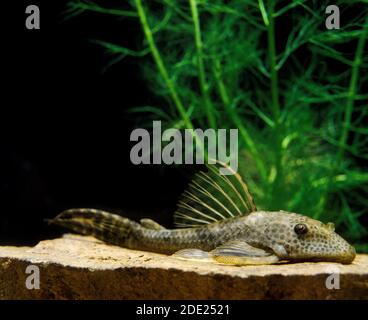 Gemeinsamen Pleco, Hypostomus Punctatus, Aquarienfische Stockfoto