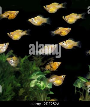 Ballon-Molly, Poecilia sp, Aquarium Fische Stockfoto