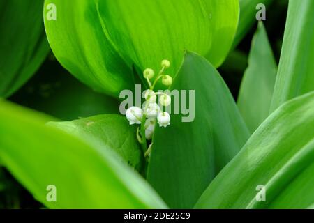 Tau-Tropfen auf die Blätter einer Maiglöckchen Blume. Stockfoto