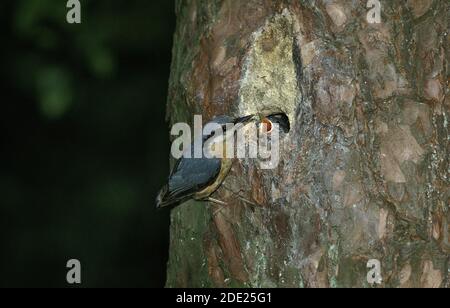 Eurasischer Nuthatch, sitta europaea, Adult Feeding Young, Normandie Stockfoto