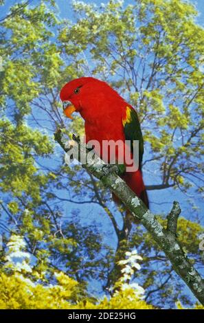 Rattering Lory, lorius garrulus, Erwachsener steht auf Zweig Stockfoto