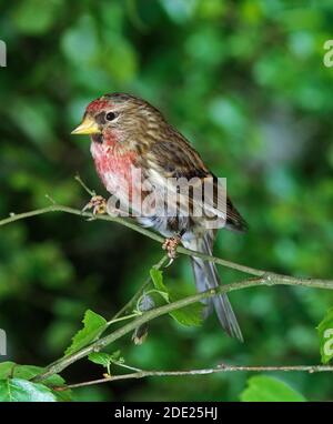 Gemeiner Rotkauch, Acanthist flammea, Erwachsener stehend auf Zweig Stockfoto