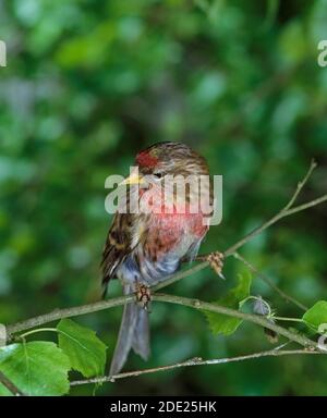 Gemeiner Rotkauch, Acanthist flammea, Erwachsener stehend auf Zweig Stockfoto