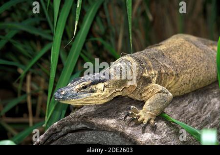 Gould Monitor, varanus gouldi, Erwachsener, Australien Stockfoto