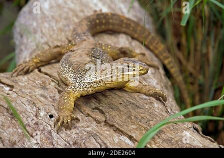 Gould Monitor, varanus gouldi, Erwachsener steht auf Zweig, Australien Stockfoto