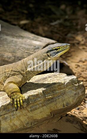 Gould Monitor, varanus gouldi, Adult Standing on Rock, Australien Stockfoto