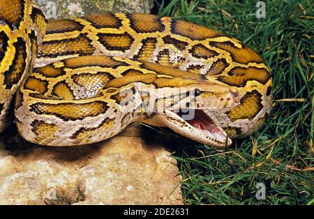 Indian Python, Python aus, Erwachsene mit offenem Mund Stockfoto