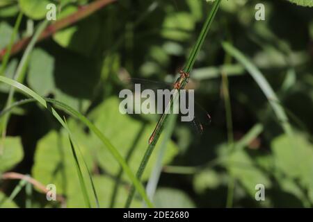 Weide Smaragddamselfly Stockfoto