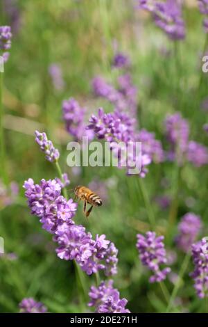 Honey Bee Landing auf Lavendel Stockfoto