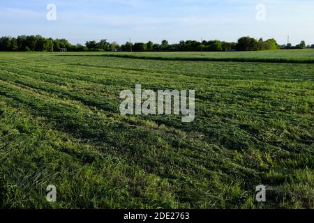 Reihen von frisch geschnittenem Feldgras. Heuschreuerei. Ländliche Landschaft. Stockfoto