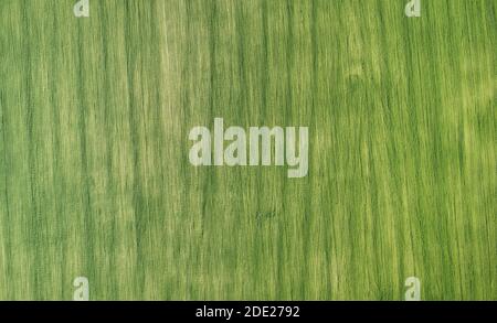 Grünes landwirtschaftliches Feld mit Linien über der Draufsicht Stockfoto