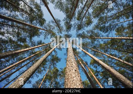 Kiefernäste auf blauem Himmel Hintergrund Stockfoto