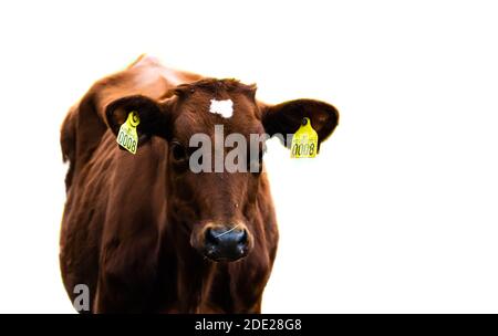 Gesicht einer braunen Kuh oder eines Kalbes, isoliert auf weißem Hintergrund. Geringe Schärfentiefe. Stockfoto