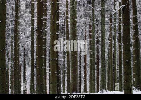 Fichtenstamm im Winterwald. Stockfoto