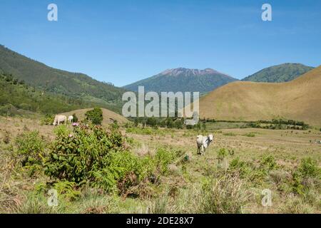 Wurung Crater ist ein hügeliges und Savannengebiet, eines der touristischen Ziele in Bondowoso Bezirk, Ost-Java, Indonesien. Stockfoto