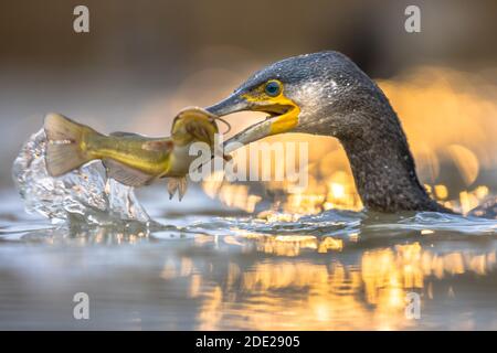 Großer Kormoran (Phalacrocorax carbo), der schwarze Bullhead (Ameiurus melas) isst, gefangen im Csaj-See, Kiskunsagi Nationalpark, Pusztaszer, Ungarn. Februar Stockfoto