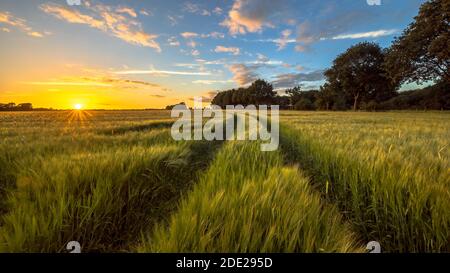 Bei Sonnenuntergang durch das Weizenfeld auf holländischer Landschaft Stockfoto