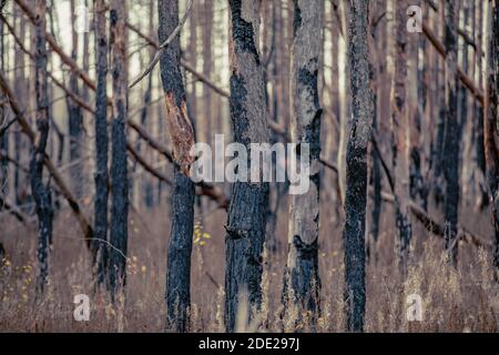 Geheimnisvolle Bäume von Strahlung verehrt. Roter Wald. Pripyat Stadt in Tschernobyl Ausschlusszone, Ukraine Stockfoto