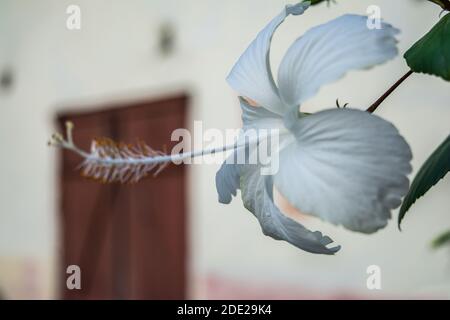 Nahaufnahme einer weißen und roten Hibiskusblüte. Rote Hibiskusblüte auf grünem Hintergrund. Stockfoto