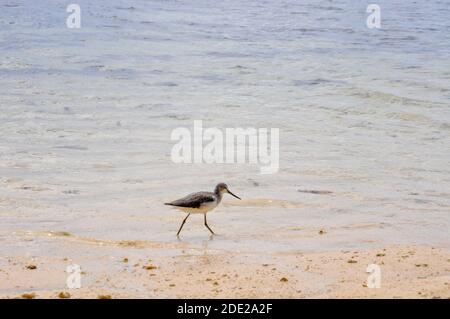 Grünschenkel (Tringa nebularia) Am Wasser am tropischen Strand an einem Sonniger Tag Stockfoto