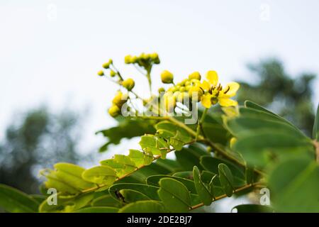 Rosa Melastome Blume in den Tropen, mit ungeöffneten roten Knospen auf grünem Hintergrund Stockfoto