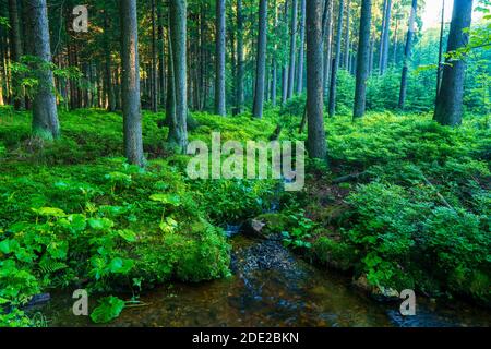 Sonne strahlt durch dicke Bäume Äste in dichten grünen Wald Stockfoto